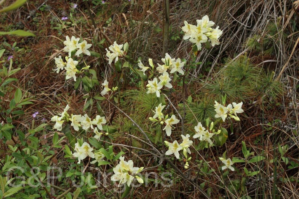 Bhutan2014 402