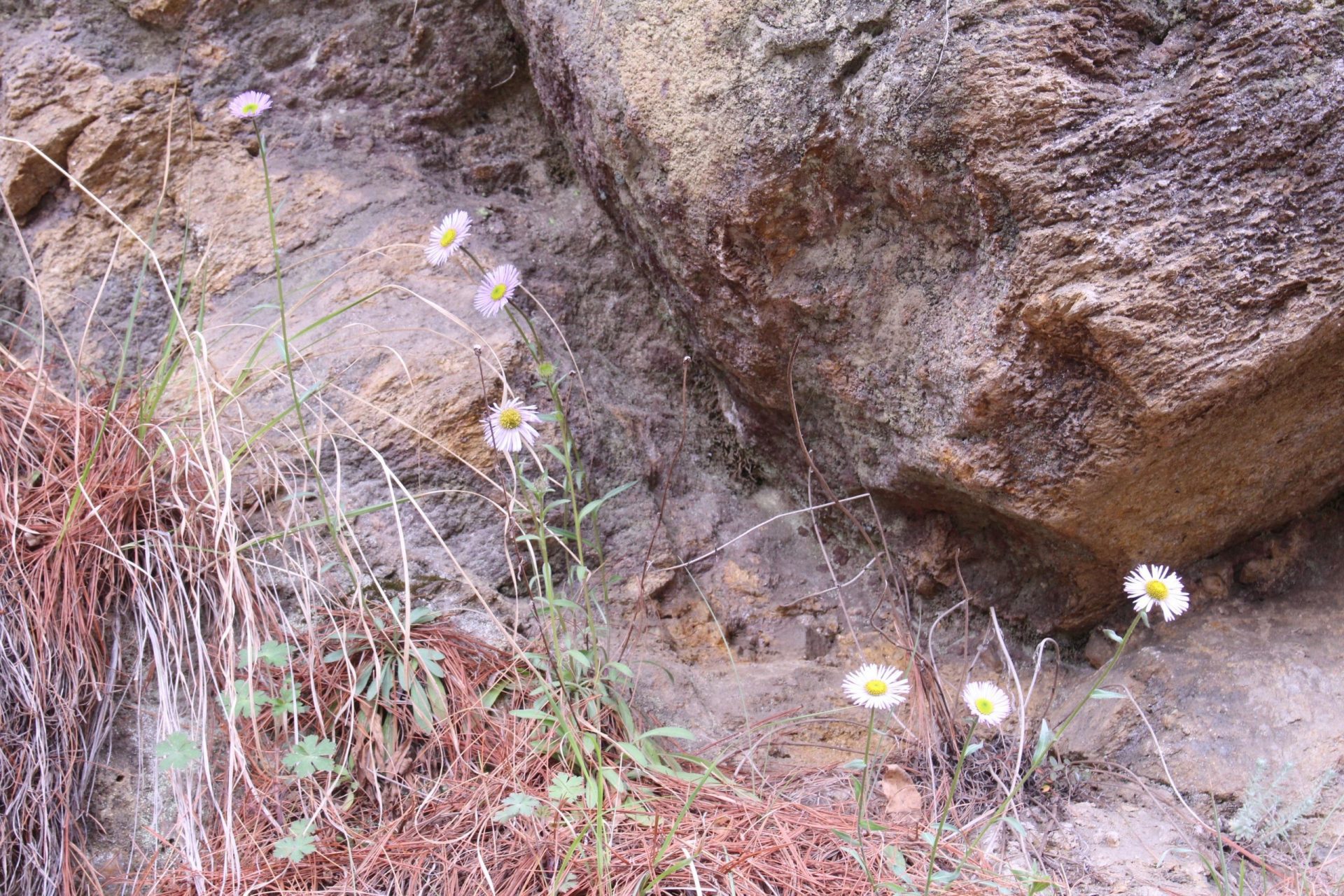 Aster neoelegans — Asteraceae