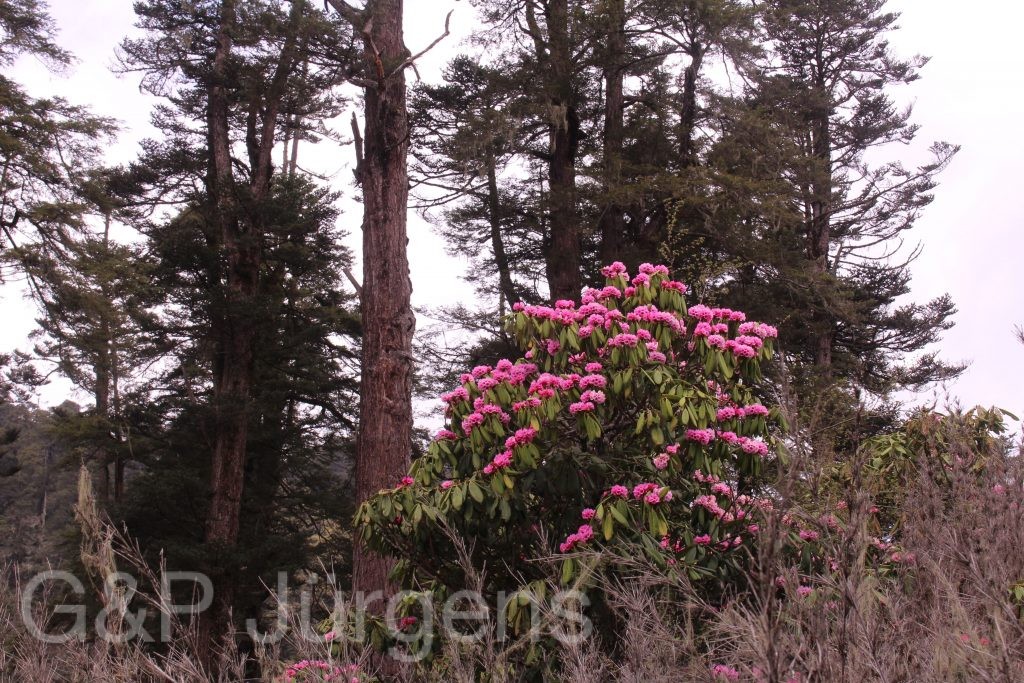 Bhutan2014 426