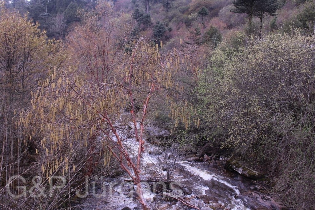 Bhutan2014 432
