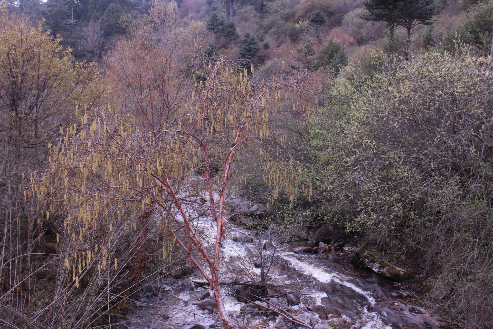 Betula utilis — Betulaceae
