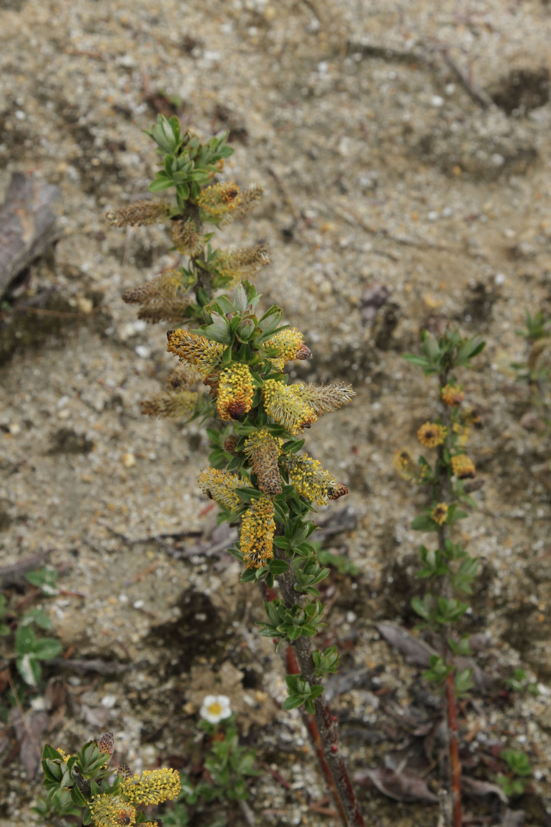 Salix stomatophora — Salicaceae