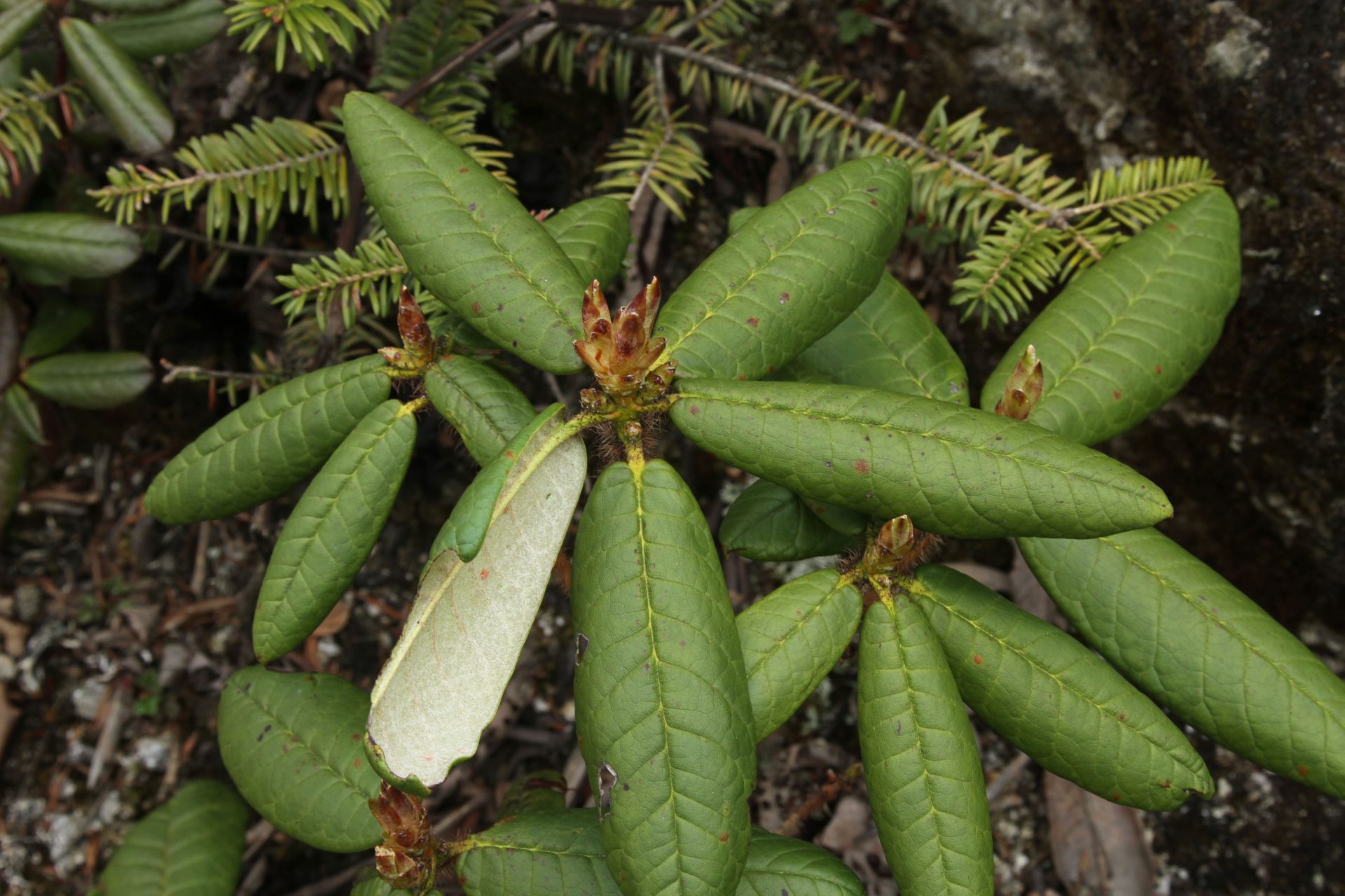 Rhododendron argipeplum — Ericaceae