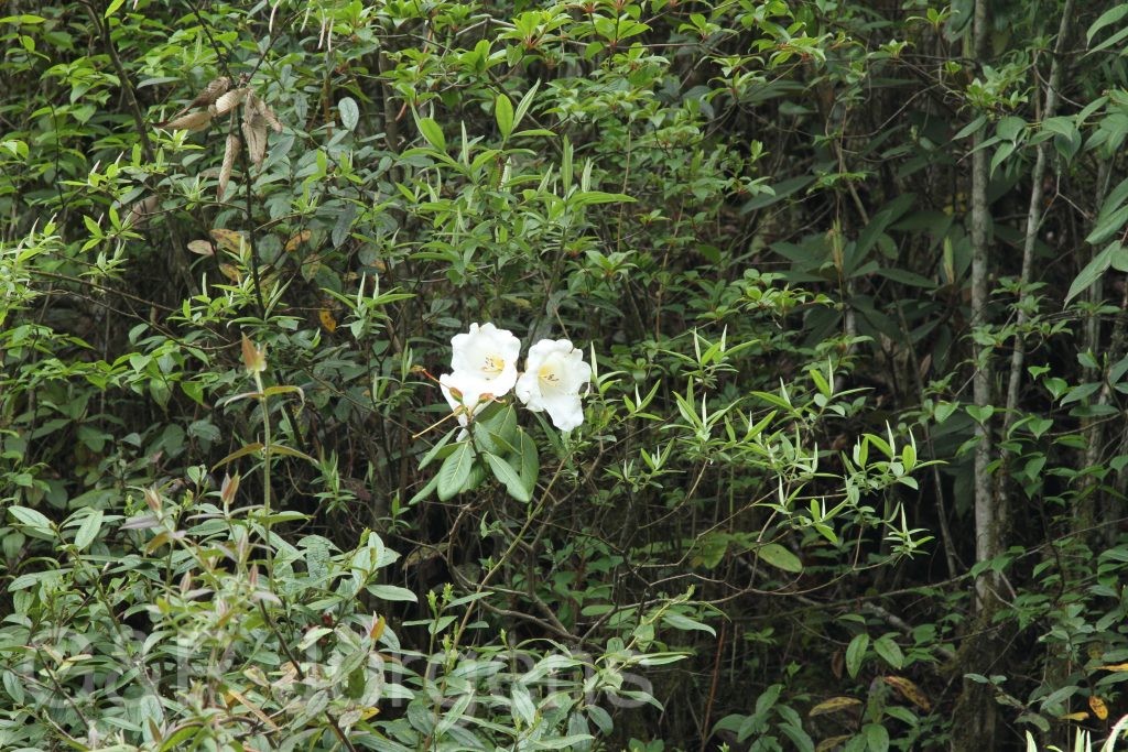 Bhutan2014 448