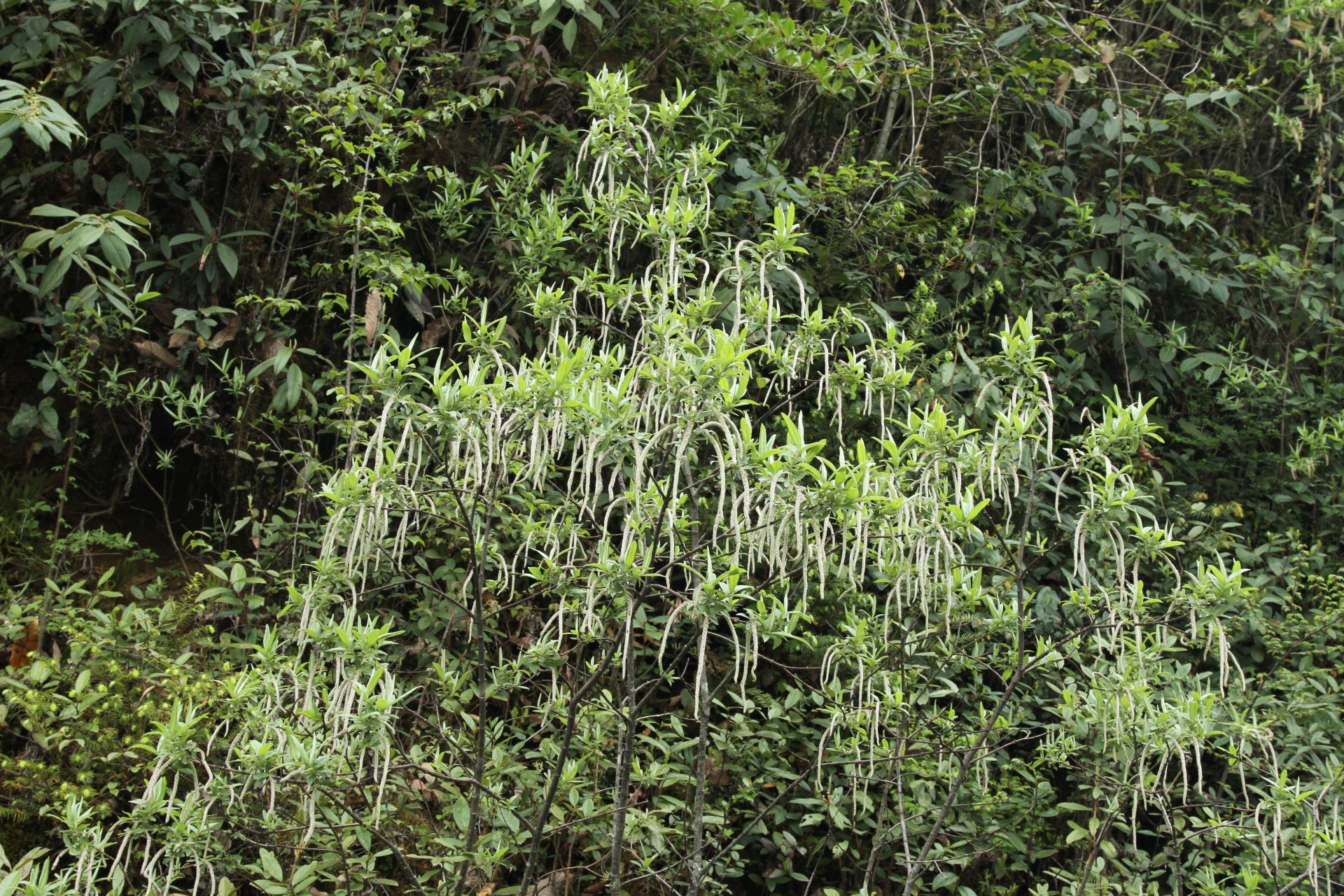 Salix salwinensis — Salicaceae