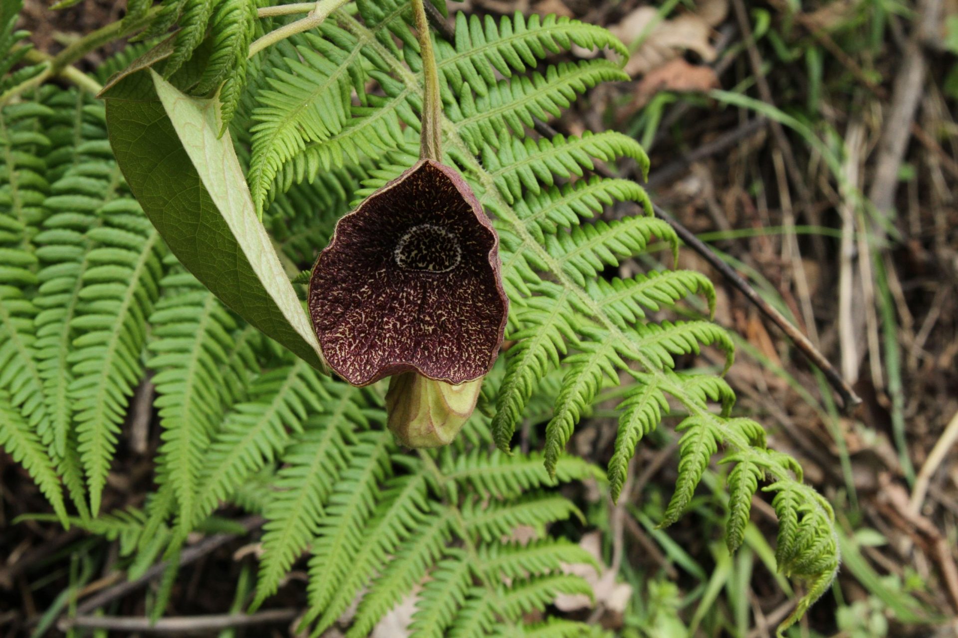 Aristolochia griffithii — Aristolochiaceae