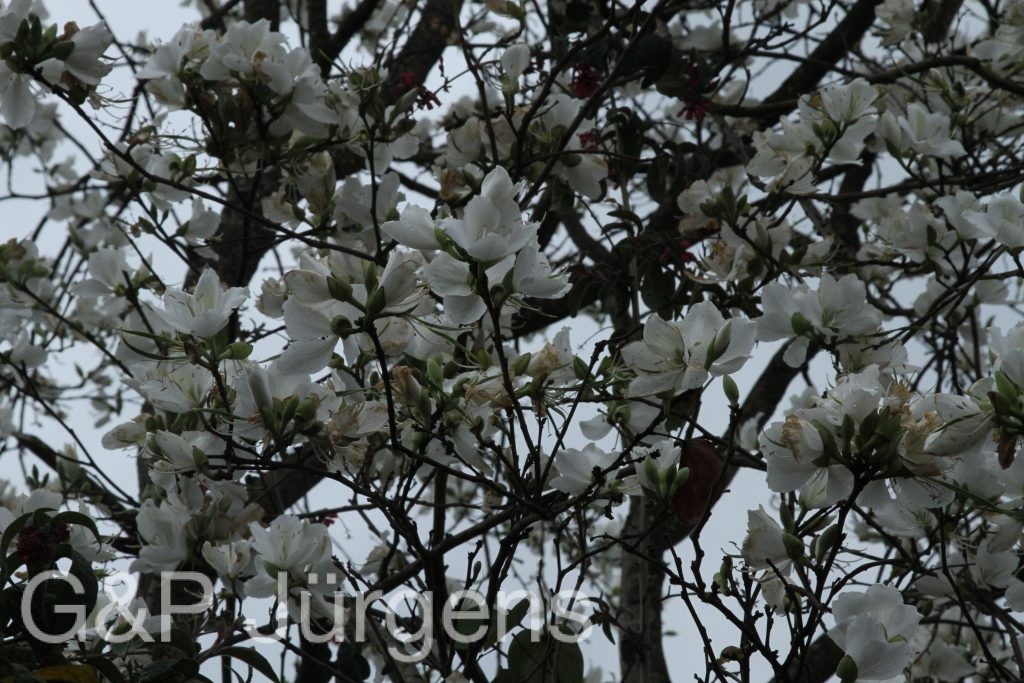 Bhutan2014 46