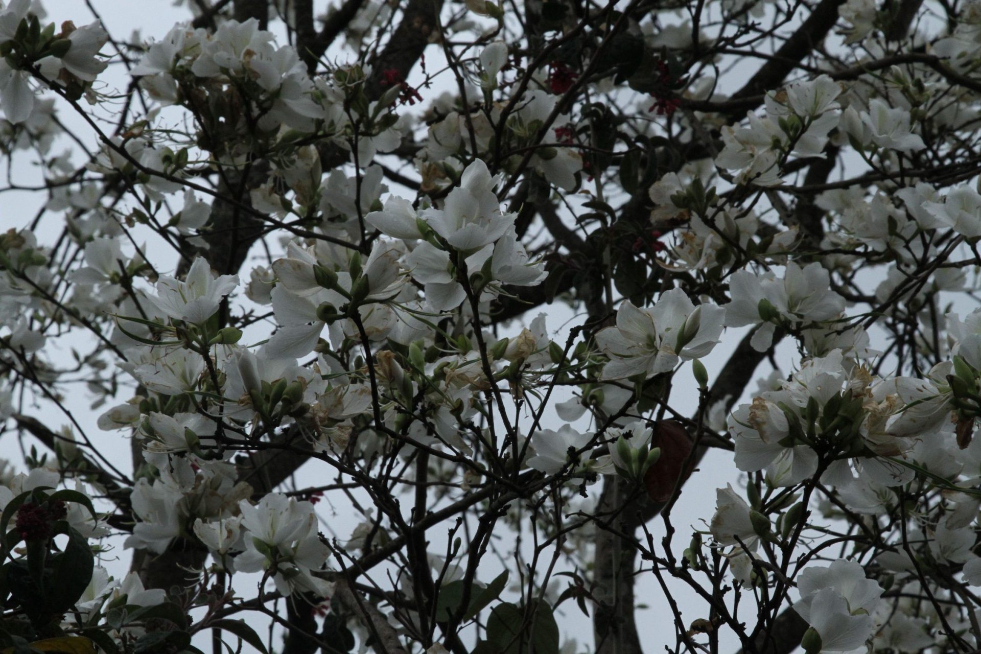Bauhinia variegata — Fabaceae