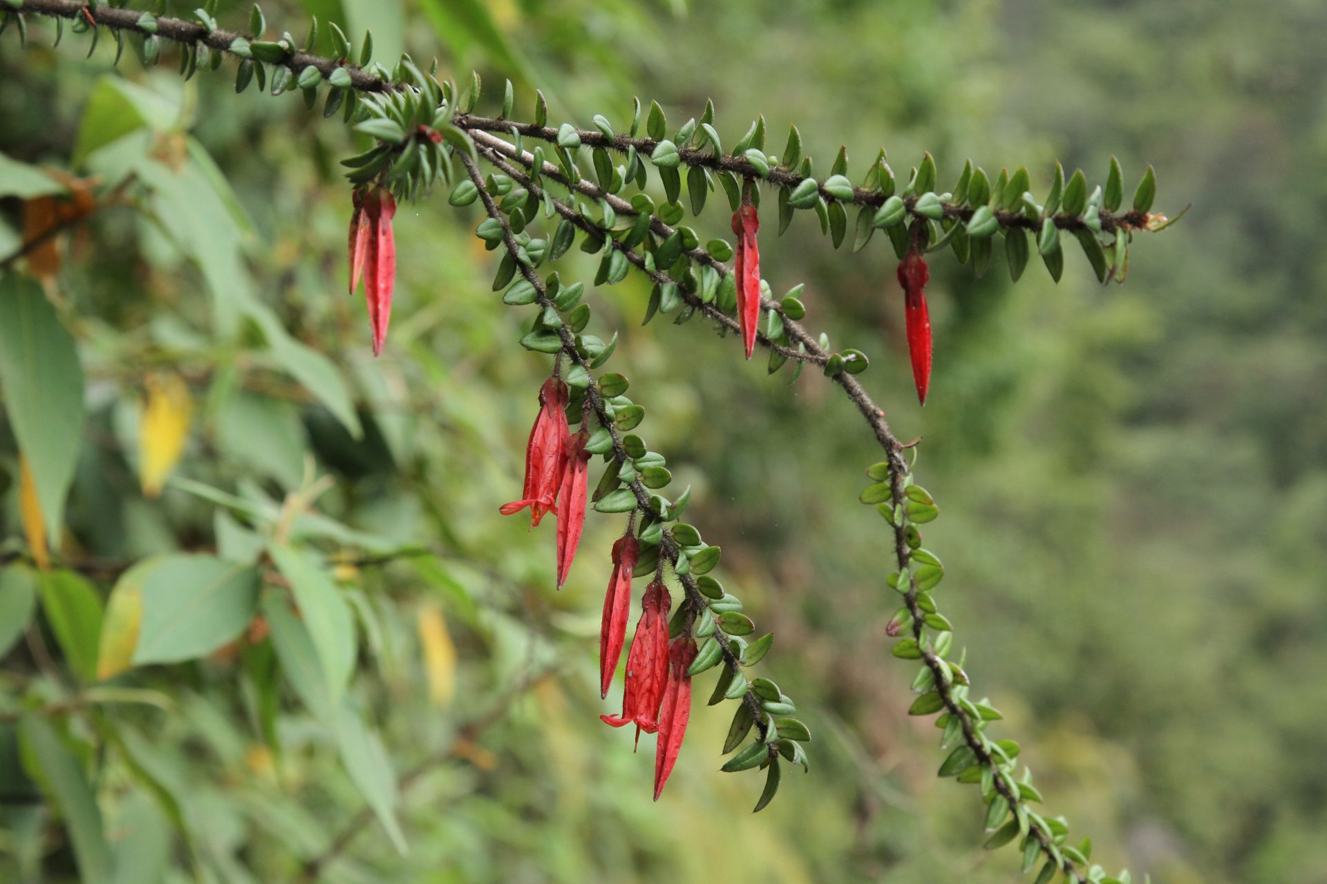 Agapetes serpens — Ericaceae