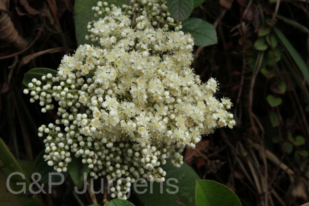 Bhutan2014 481