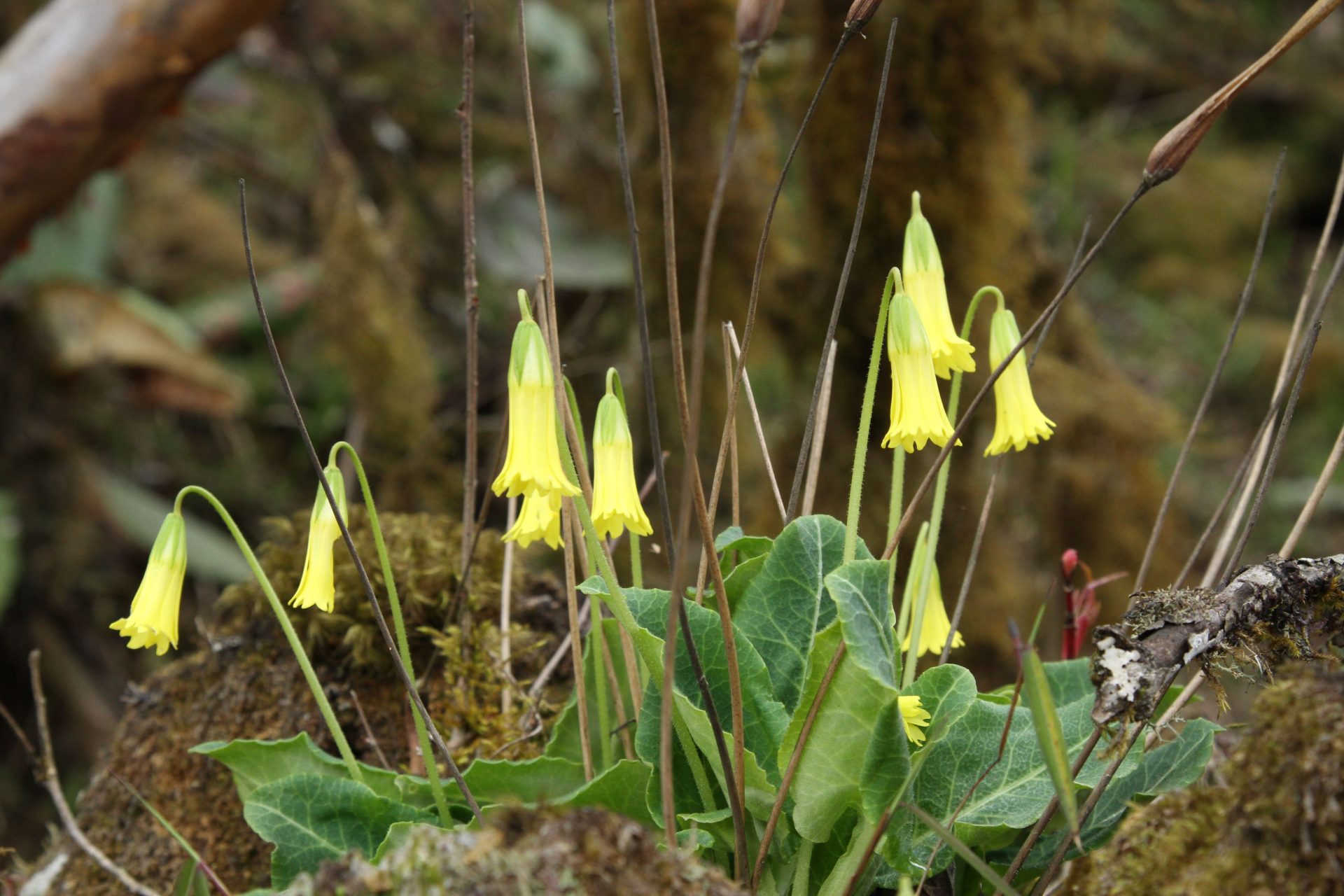 Bryocarpum himalaicum — Primulaceae