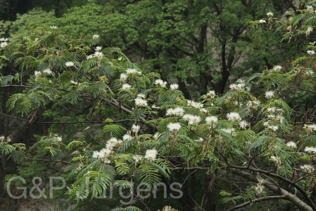Bhutan2014 5