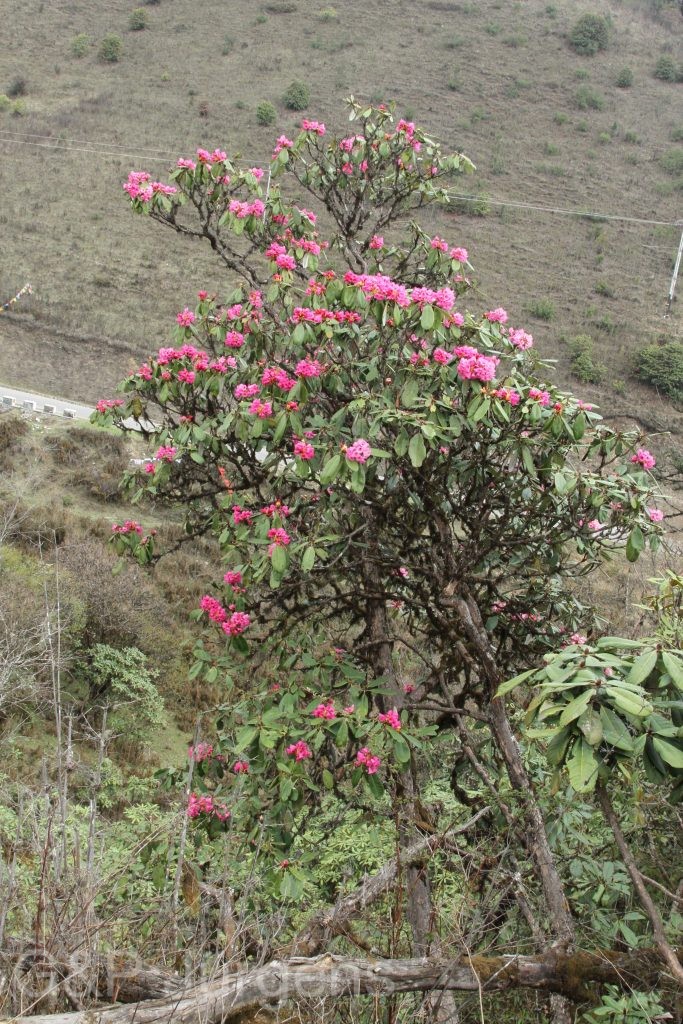 Bhutan2014 502