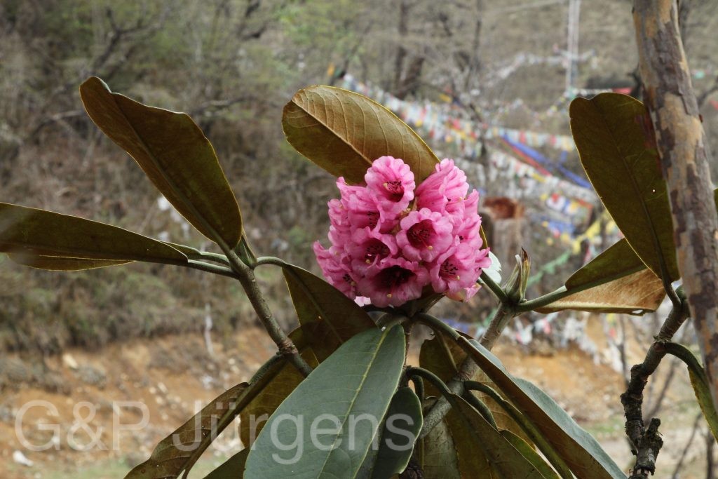 Bhutan2014 508
