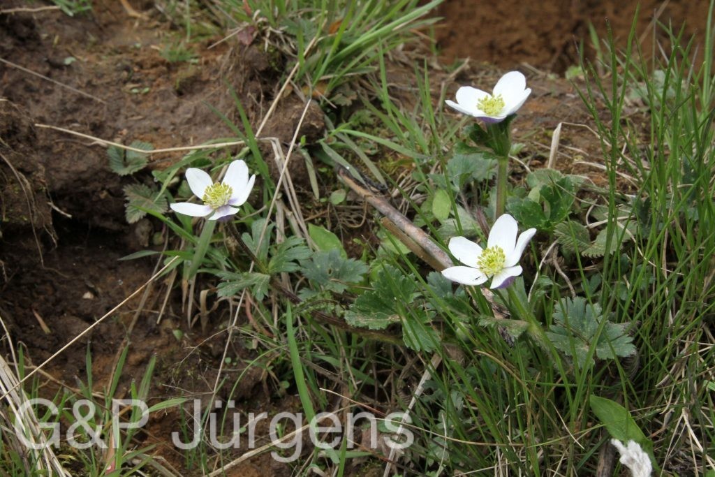 Bhutan2014 516