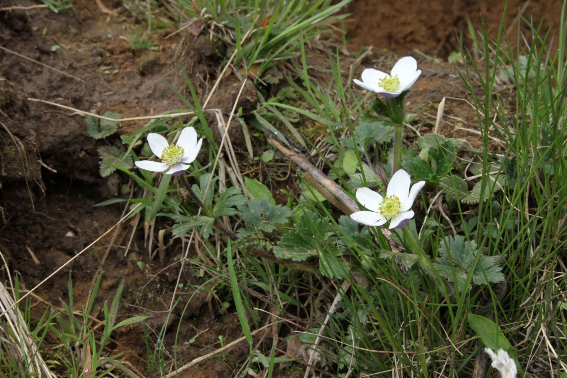 Anemonastrum obtusilobum — Ranunculaceae