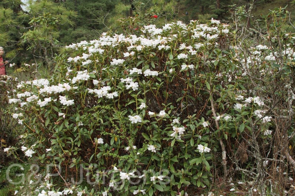 Bhutan2014 551