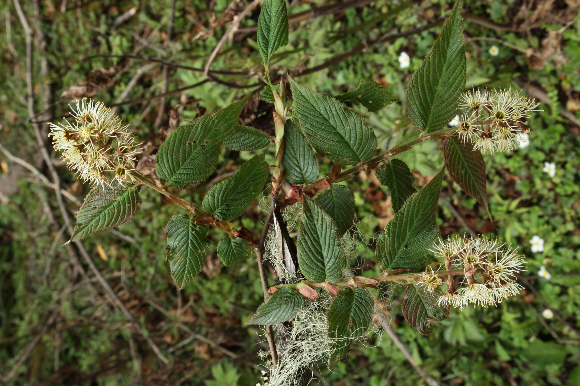 Maddenia himalaica — Rosaceae