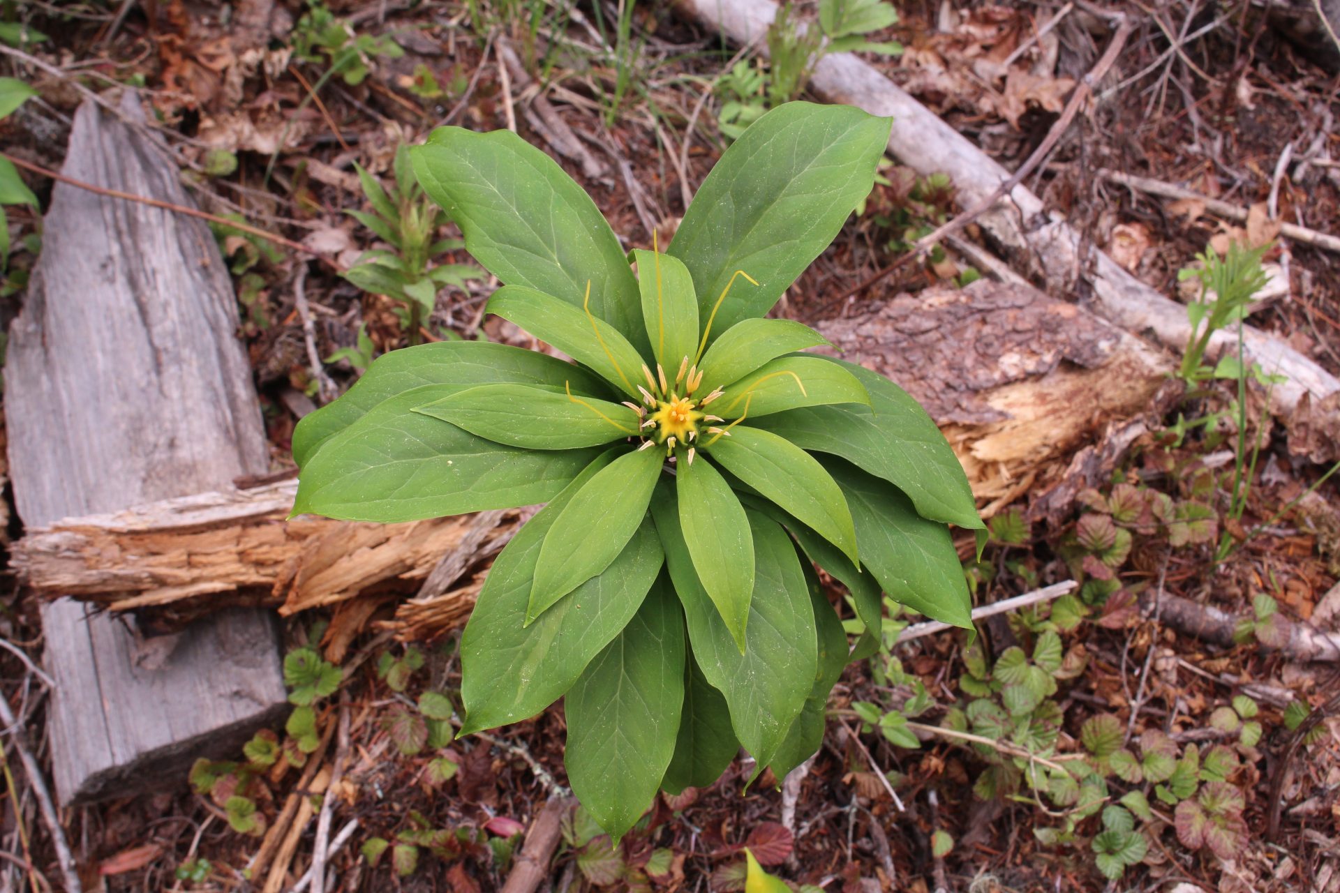Paris thibetica — Melanthiaceae