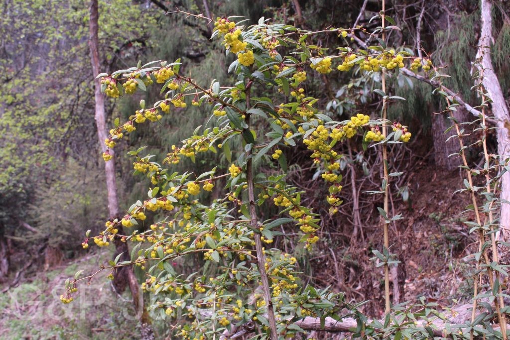 Bhutan2014 590