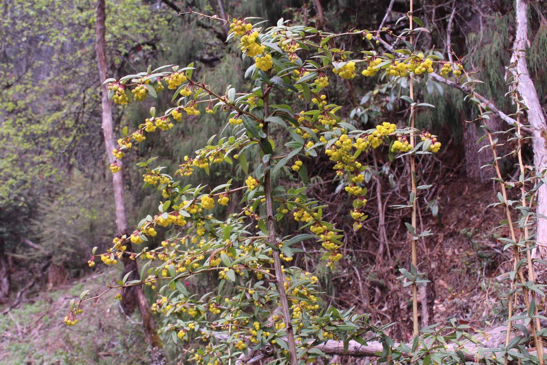 Berberis praecipua — Berberidaceae