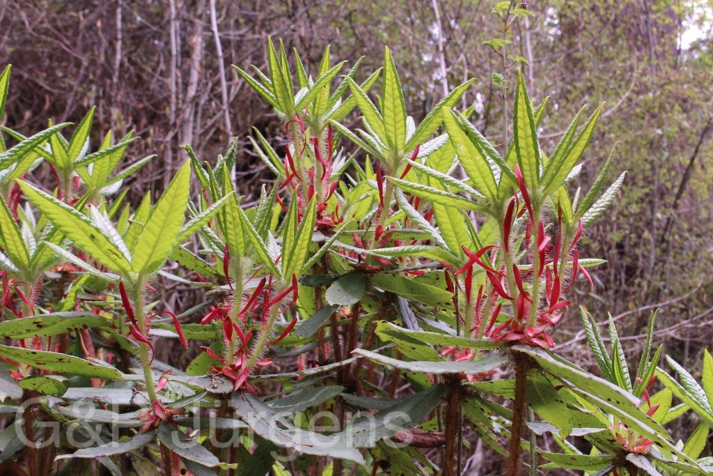 Bhutan2014 592