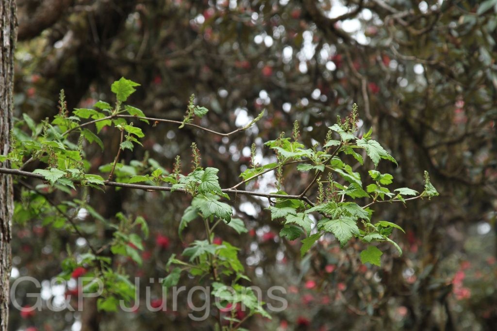 Bhutan2014 606