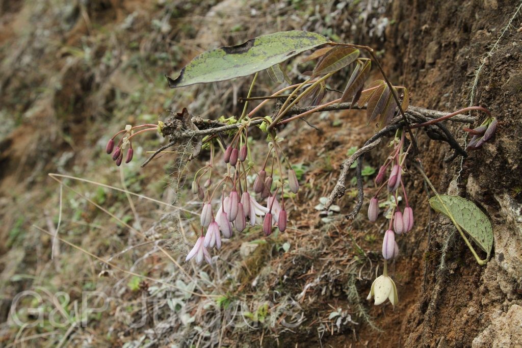 Bhutan2014 609