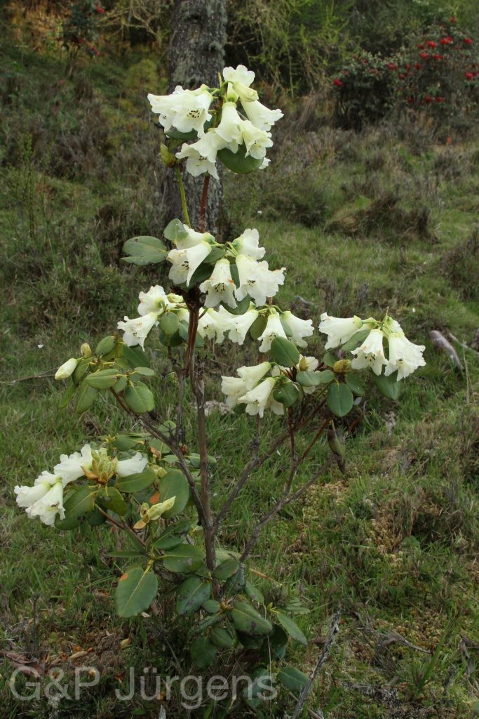 Bhutan2014 631