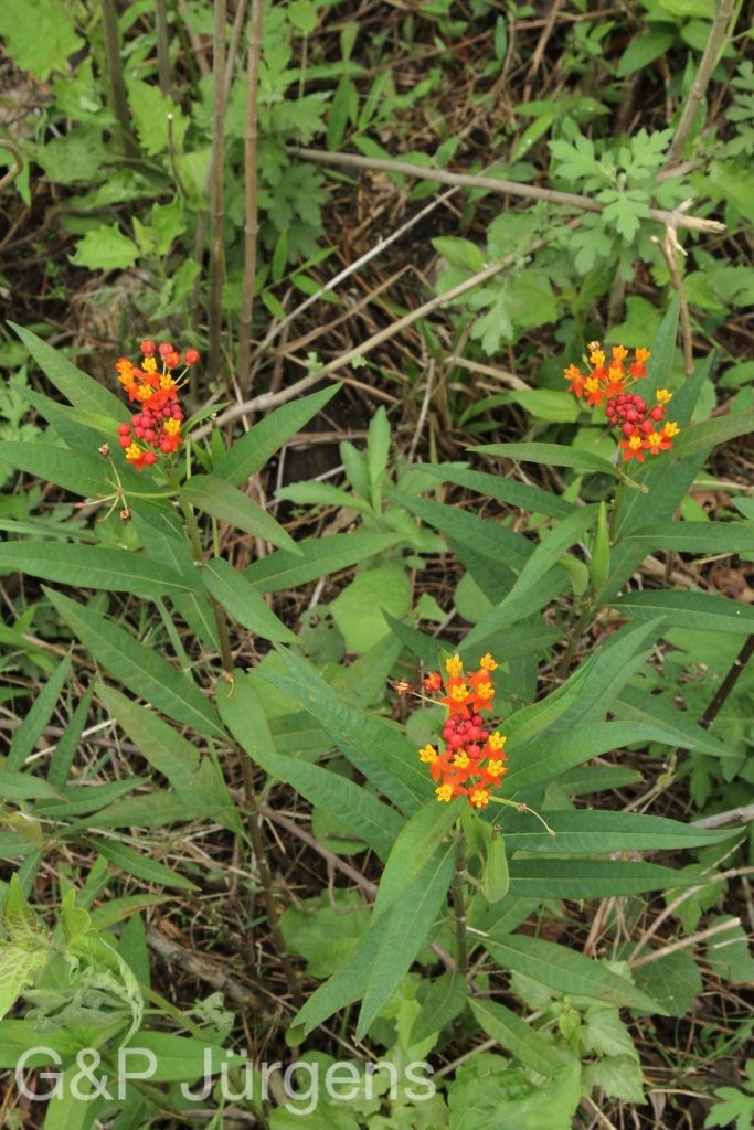 Bhutan2014 65