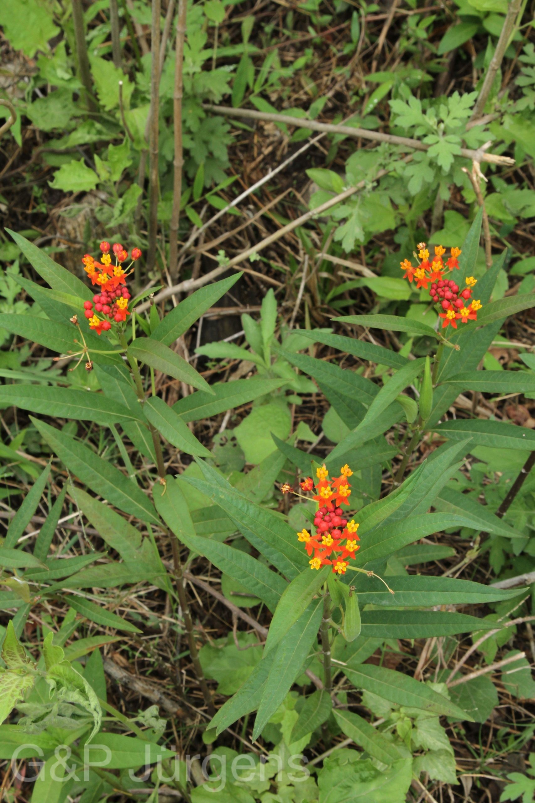 Asclepias curassavica — Apocynaceae