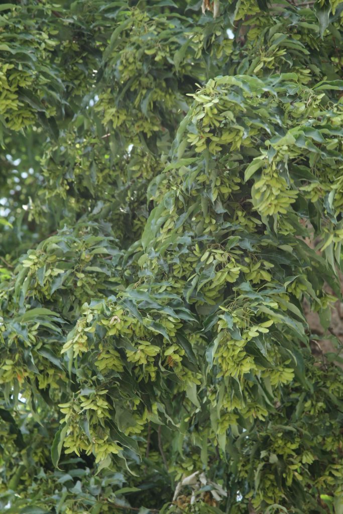 Bhutan2014 657