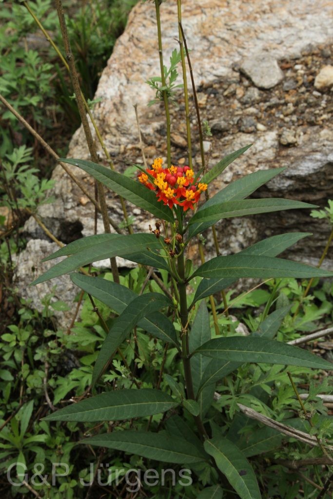 Bhutan2014 66
