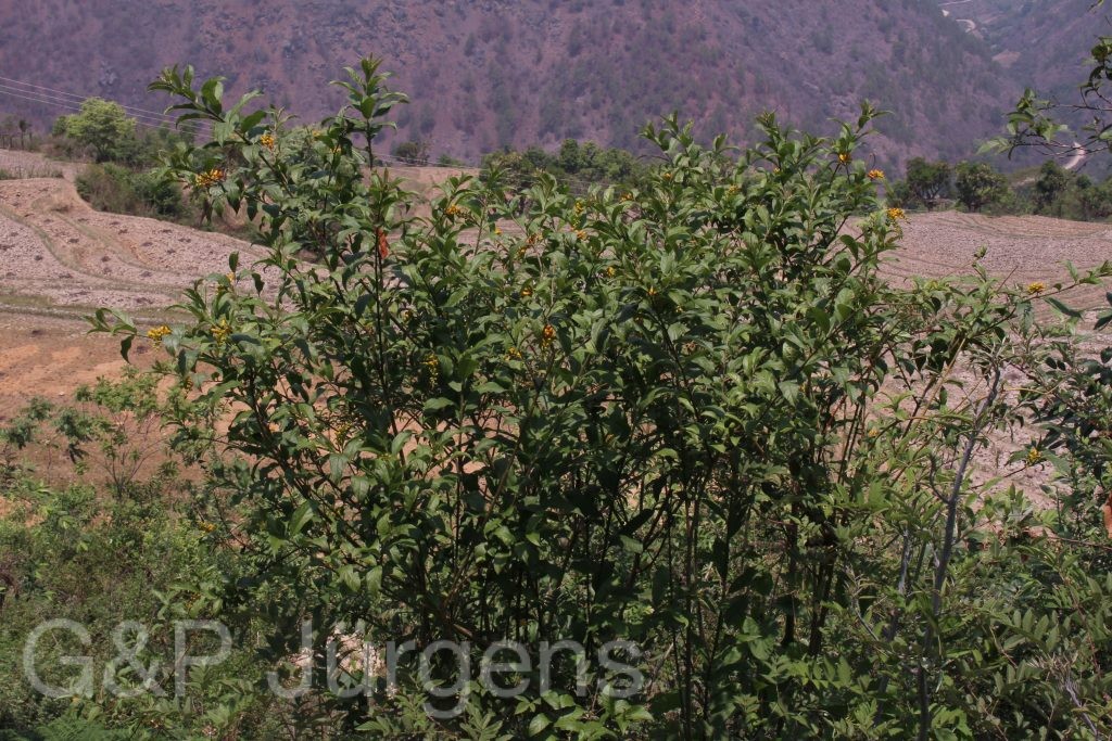 Bhutan2014 669