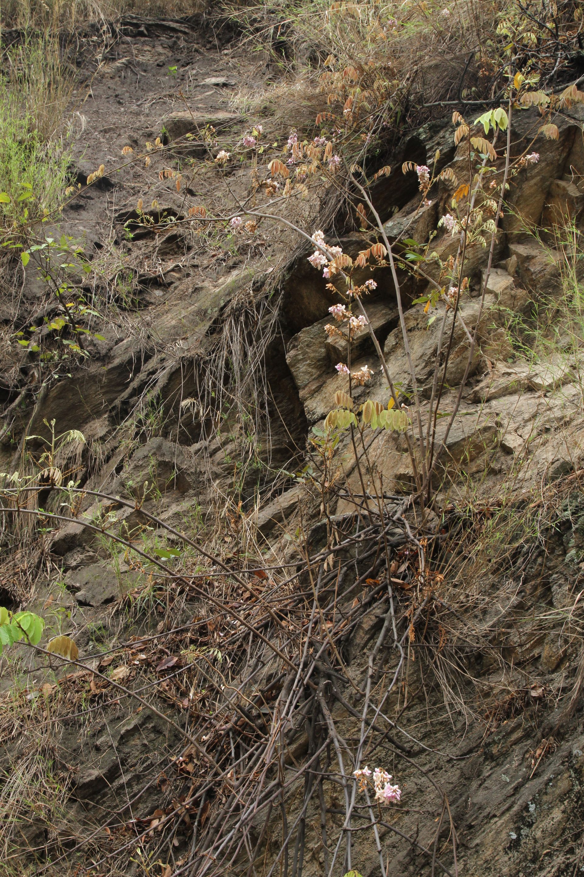Cadrastis delavayi — Fabaceae