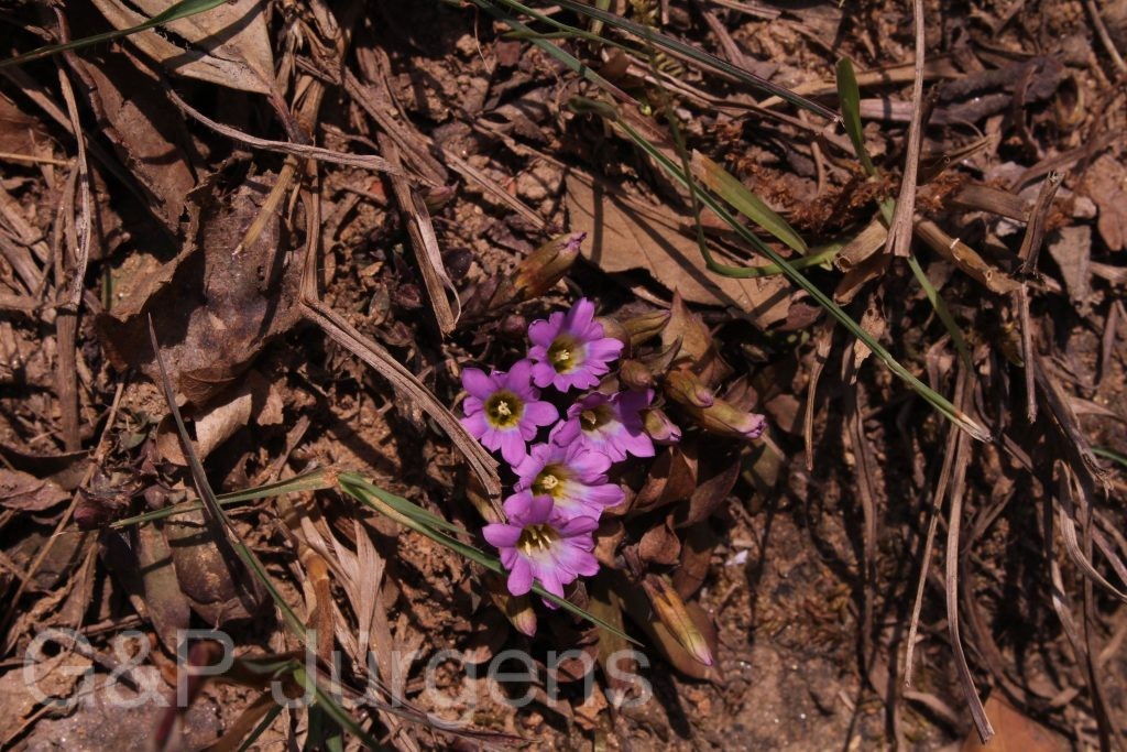 Bhutan2014 671
