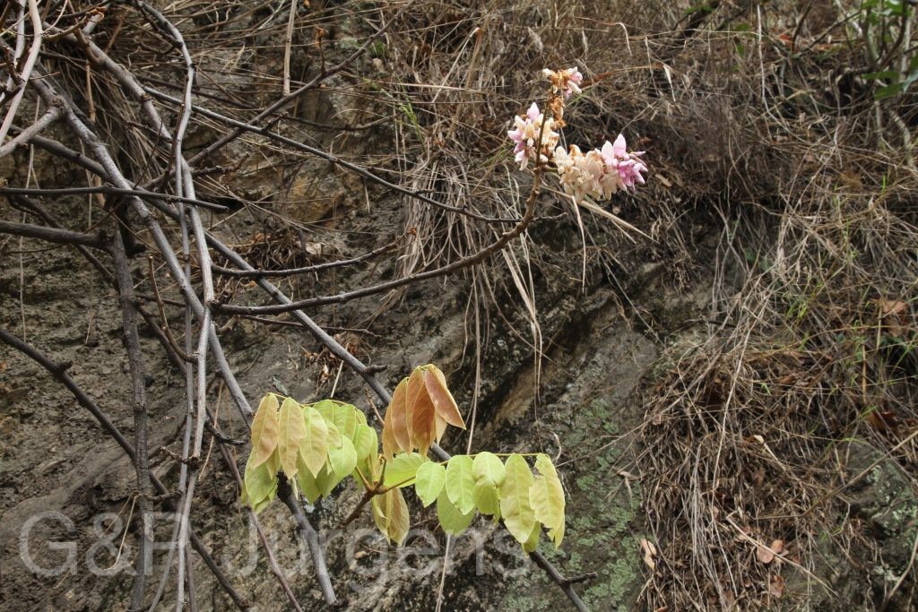 Bhutan2014 68