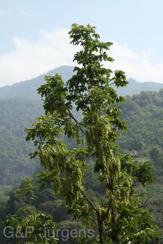 Bhutan2014 684