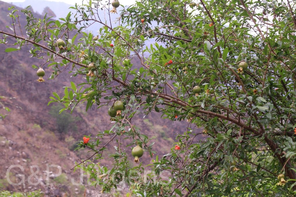Bhutan2014 69