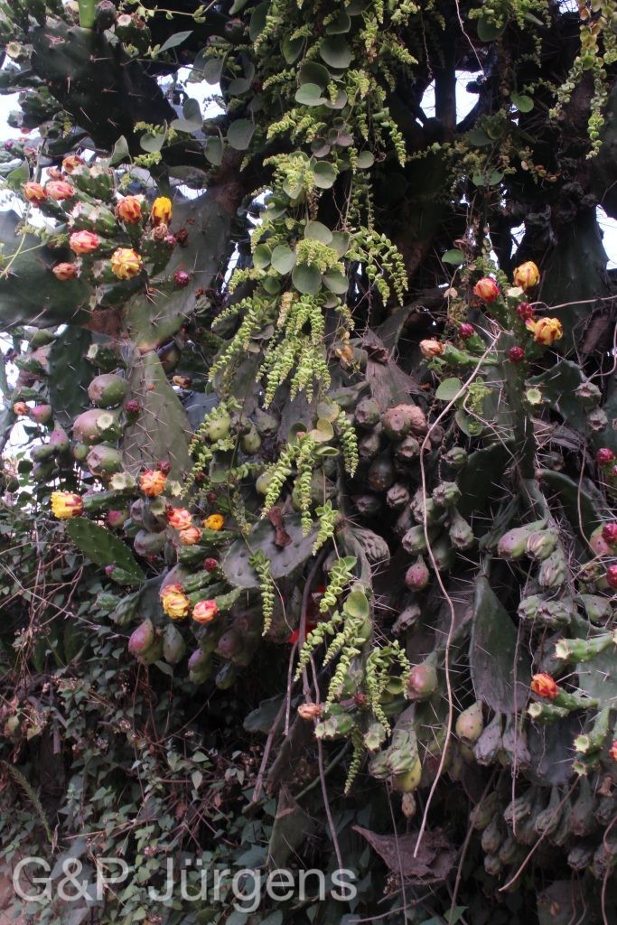 Bhutan2014 691
