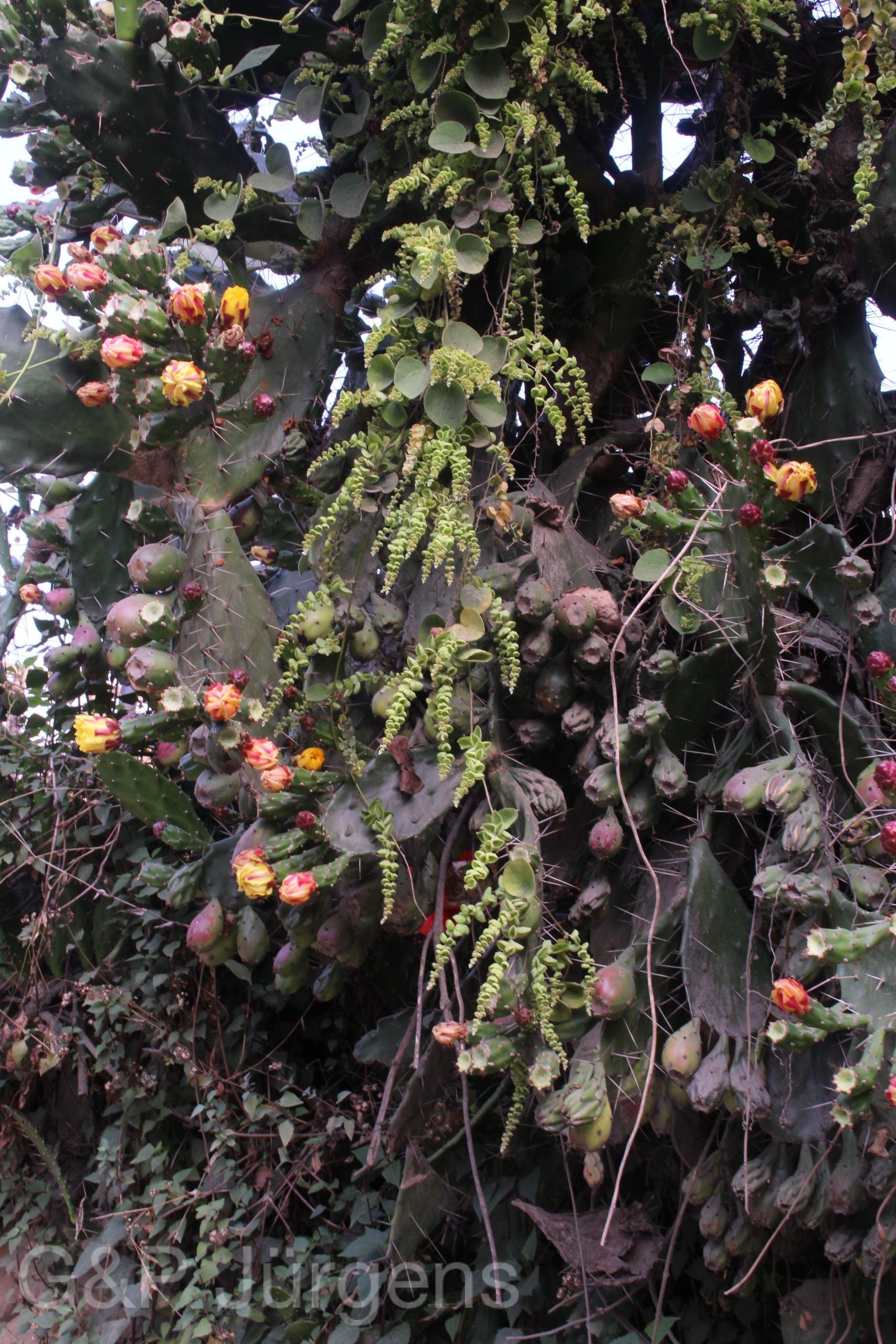 Cissampelos pareira — Menispermaceae