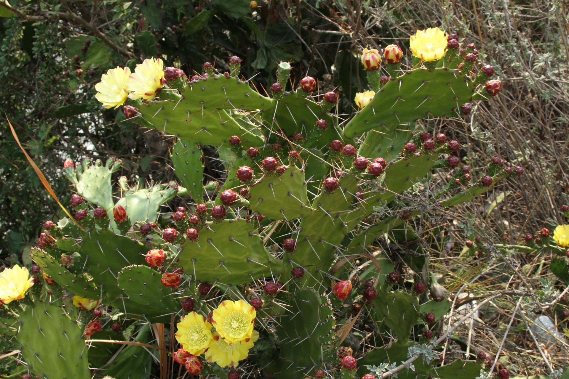 Opuntia monacantha — Cactaceae
