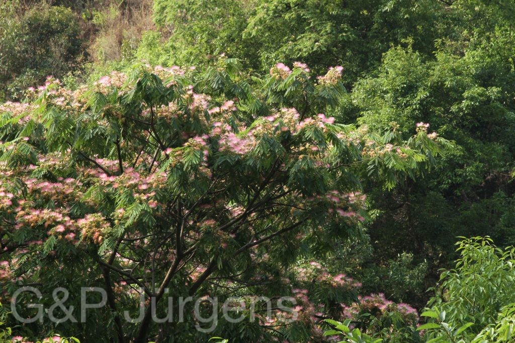 Bhutan2014 696