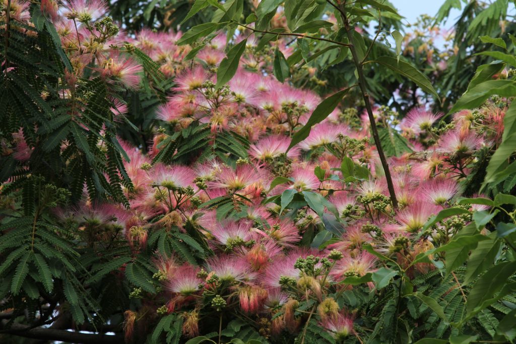 Bhutan2014 699