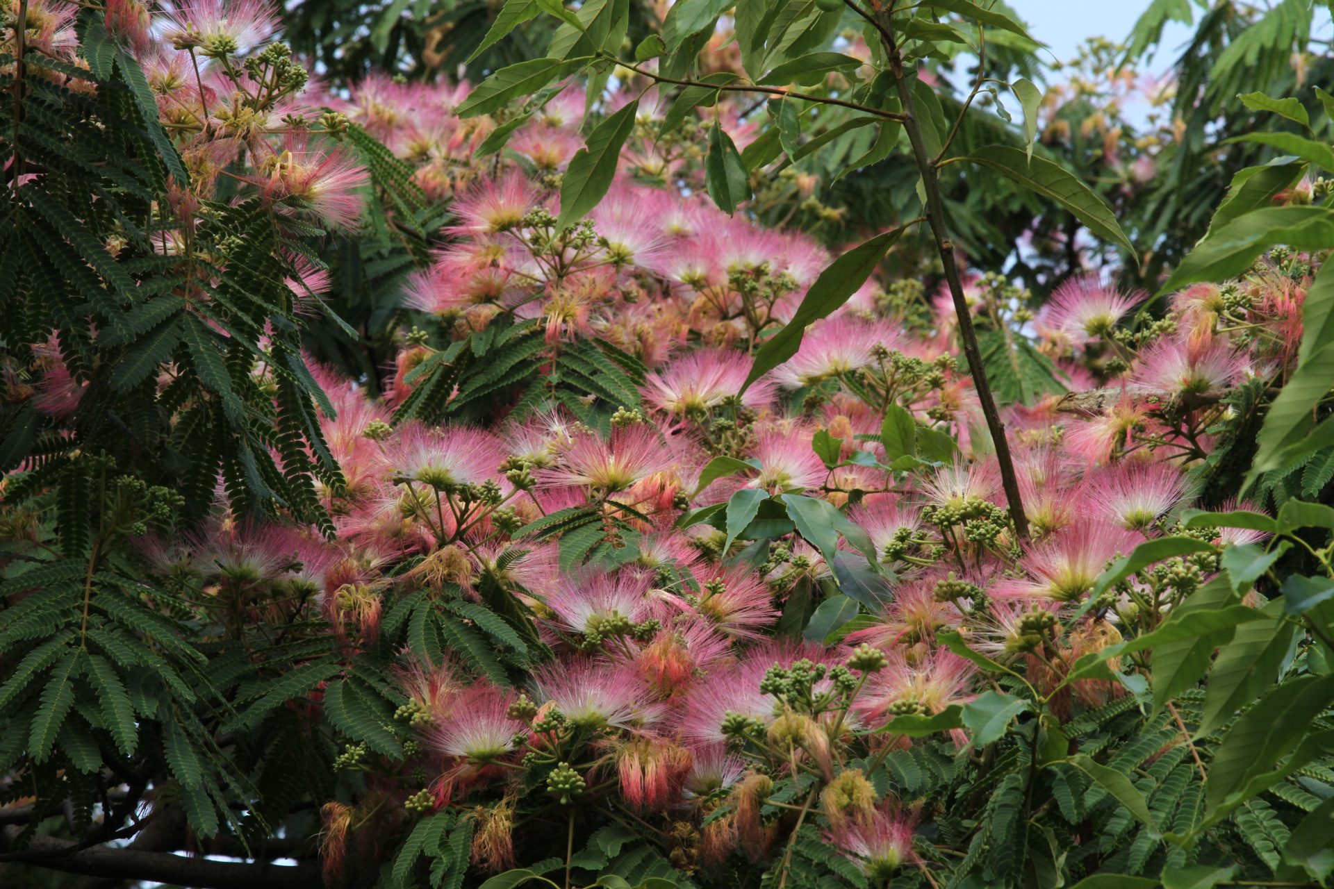 Albizia julibrissin — Fabaceae