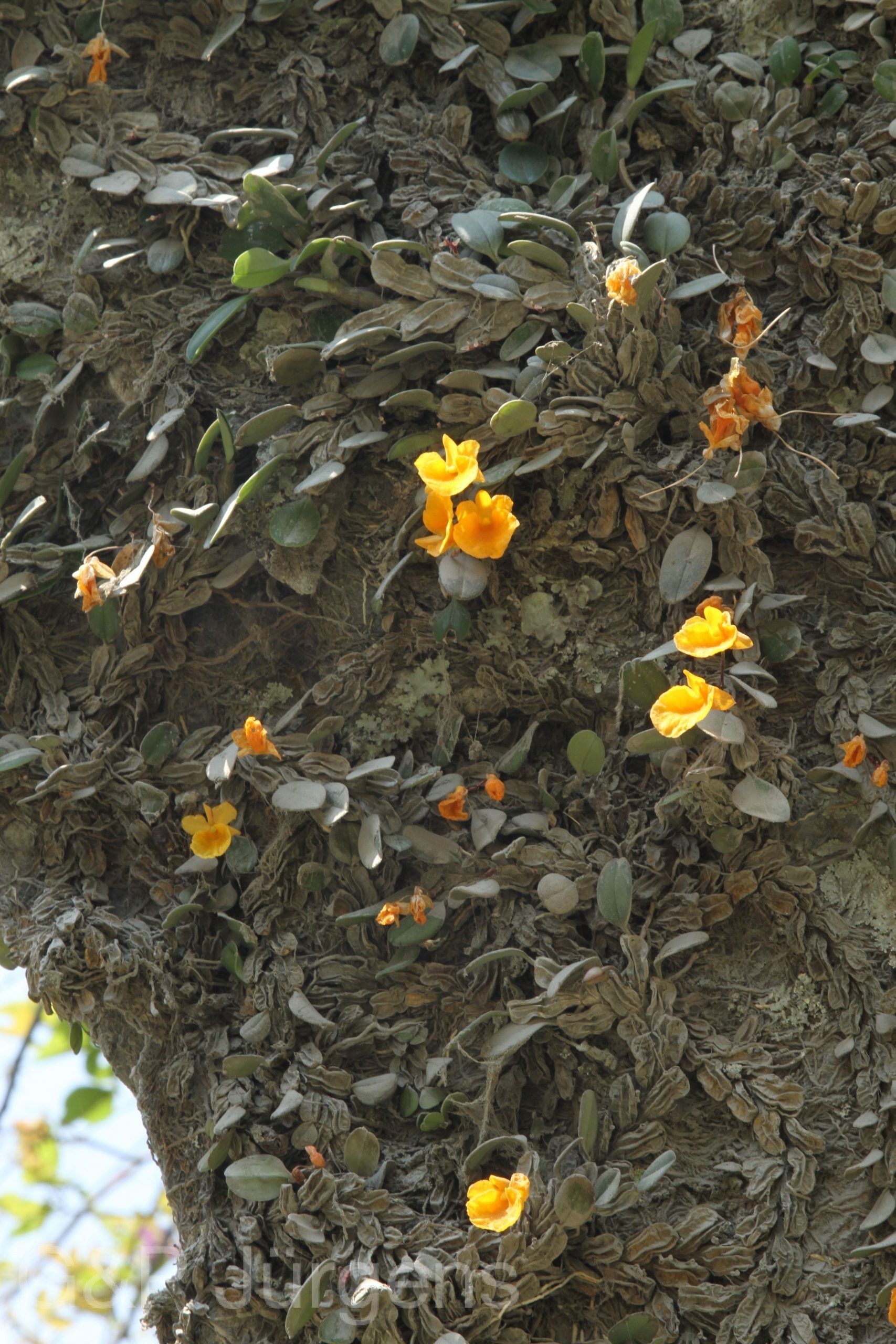 Dendrobium jenkinsii — Orchideaceae