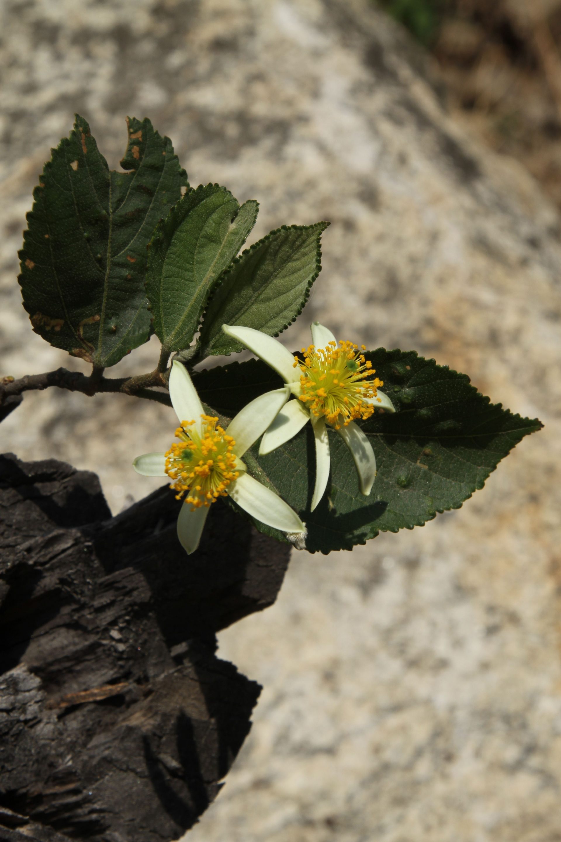 Grewia serrulata — Malvaceae