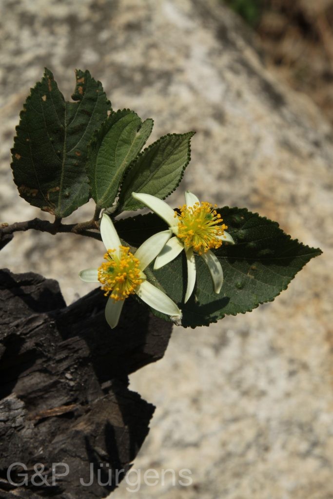 Bhutan2014 718