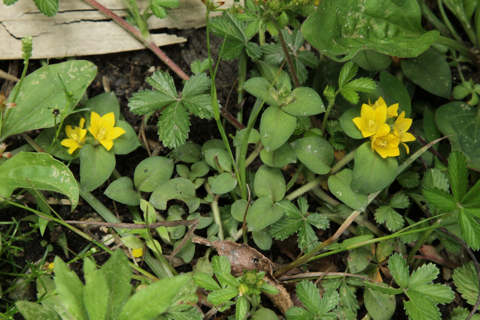 Lysimachia congestiflora — Primulaceae