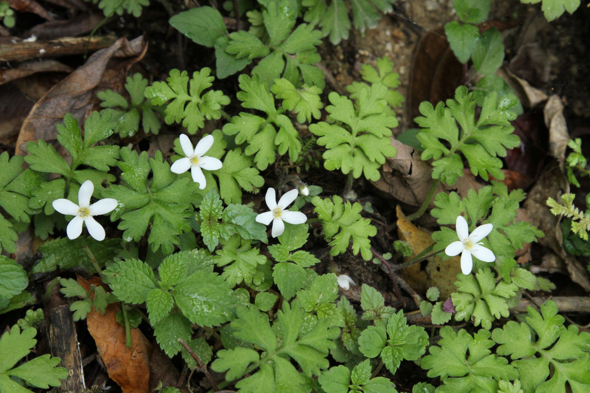 Ellisiophyllum pinnatum — Plantaginaceae